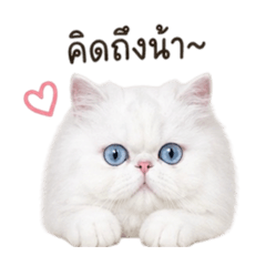 Mangkood the cat_20260503193147