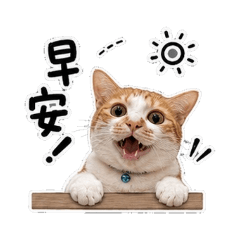 橘阿喵的日常