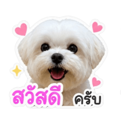 Happy London The Maltese