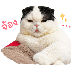 Meow Pumkin