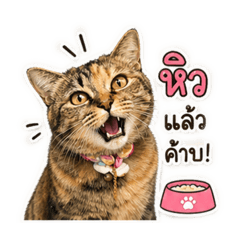 Lily is my cat 1