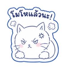 Cute White Fluffy Cat