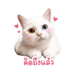 PANG_20260701052616