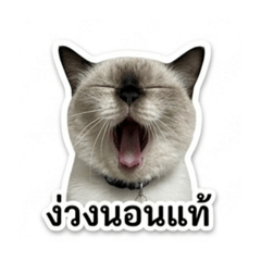 Cat N, jud