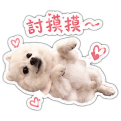 狐狸犬 妍妍貼圖第二波