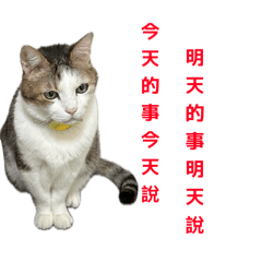貓房東蛋黃的表情及對話