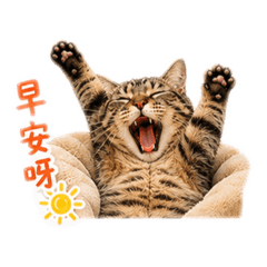 芋圓摩卡歐哩歐