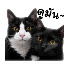 Two of us Cat