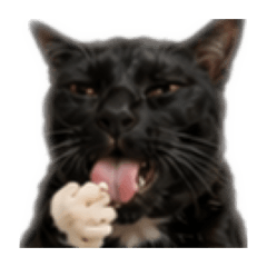 Black pussi cat