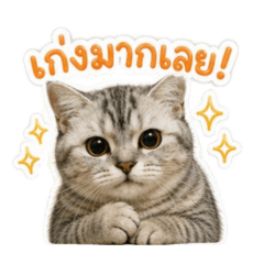 Maew Meow - Cheetah V.1