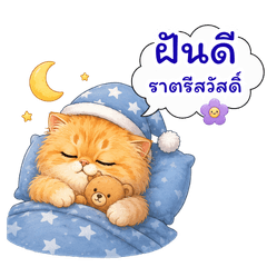 Orange Kitty Everyday