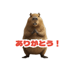 marmot reaction