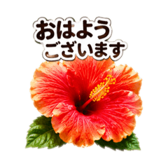 Hibiscus smiles