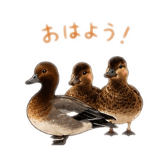 Cute Cute Duck Stickers