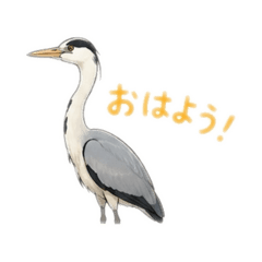Daily Grey Heron