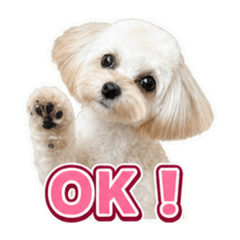 Mana_maltipoo