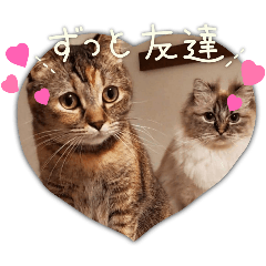 Amyforever