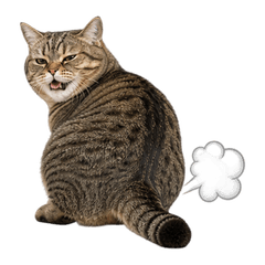 Realistic Cheeky Cat(No text)
