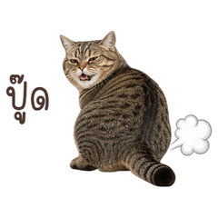Realistic Cheeky Cat