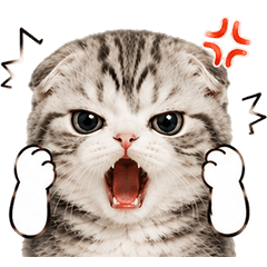 Tabby Kitten Hands So Cute
