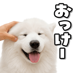 Moving Samoyed2