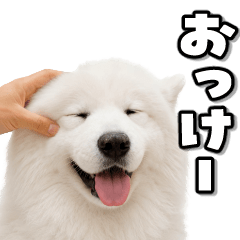 動く！サモエド2【家族連絡】