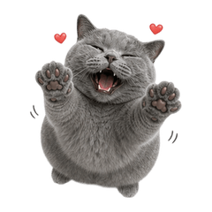Cheeky Gray Cat Daily (No text)