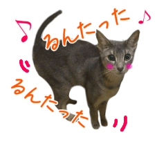 yukizo's cat3