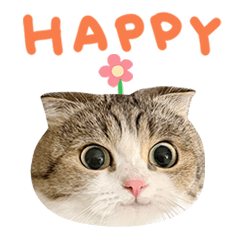 lachahua - yycat (en)
