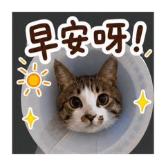 小斑上班啦