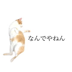 my cat4(Kansai accent)