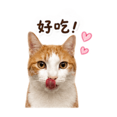艾斯可愛日常