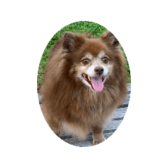 pomeranian.choko