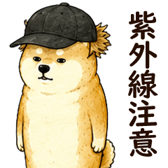 No-Energy Shiba Inu4