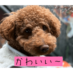 hinahagu_20260629163027