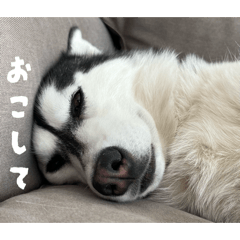 Chiiiitan_20260629201640