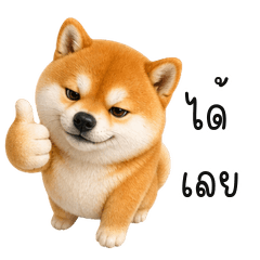 Chubby Shiba Daily