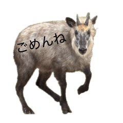 oya-BUTA_20260630034007