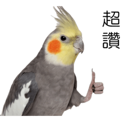 Parrots Parrot