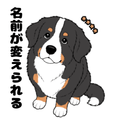 名前入りバーニーズ