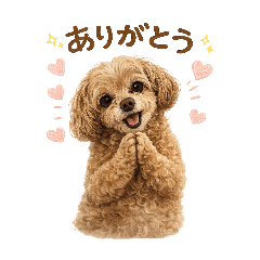 Momo the dog1