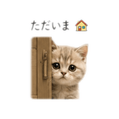 S_Cat1-1