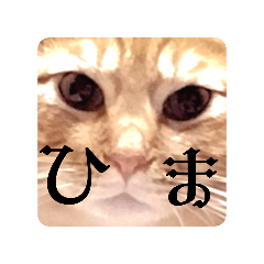 cat_20260629180417