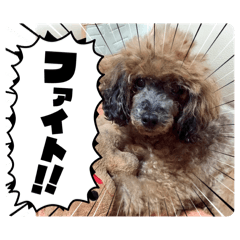 Marin the Toy Poodle - Comic Style
