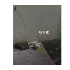 不不想上課