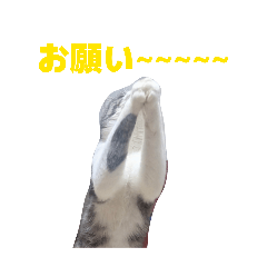 KikiMoto