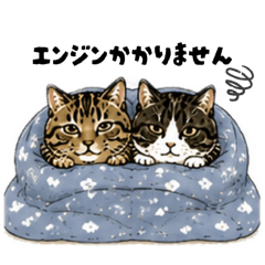 fluffy cats mofumofu4