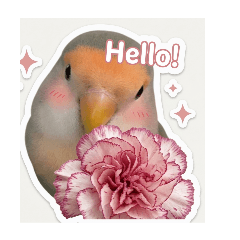 A happy parrot, Sella.