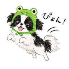 Japanese Chin in Frog Hood
