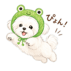 Maltese in Frog Hood